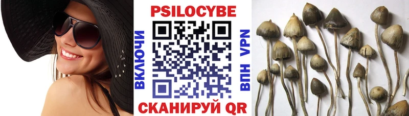 закладки  это телеграм  Галлюциногенные грибы Psilocybe  Алзамай 